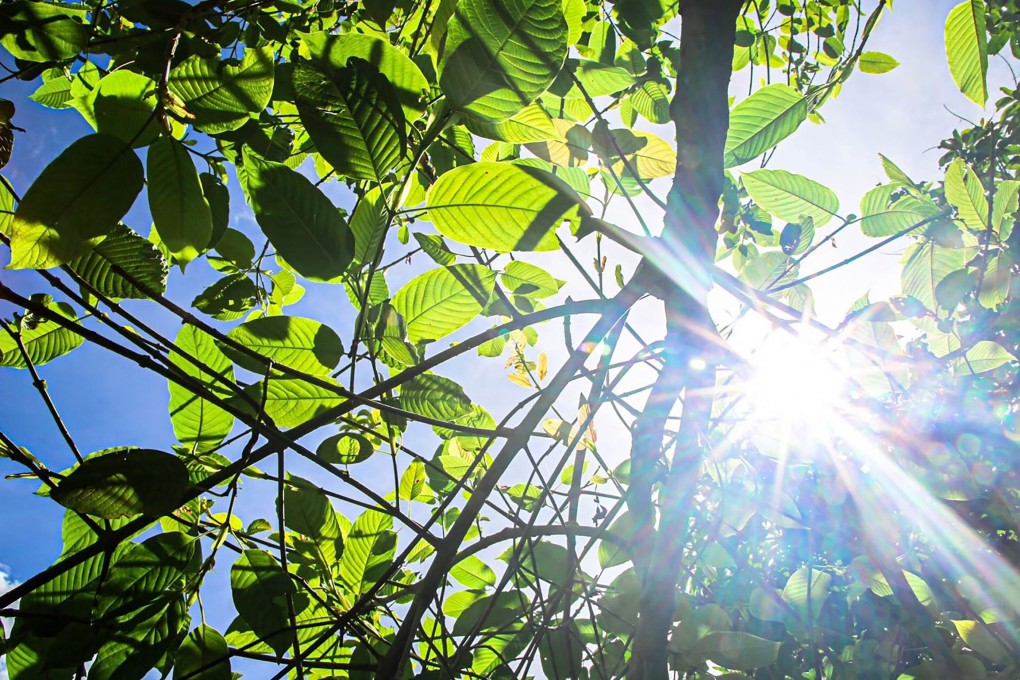 Thailand on August 24 decriminalised kratom, a tropical leaf long used as a herbal remedy but which some health regulators around the world have criticised as potentially unsafe. Photo: Thailand’s Office of the Narcotics Control Board Handout / AFP