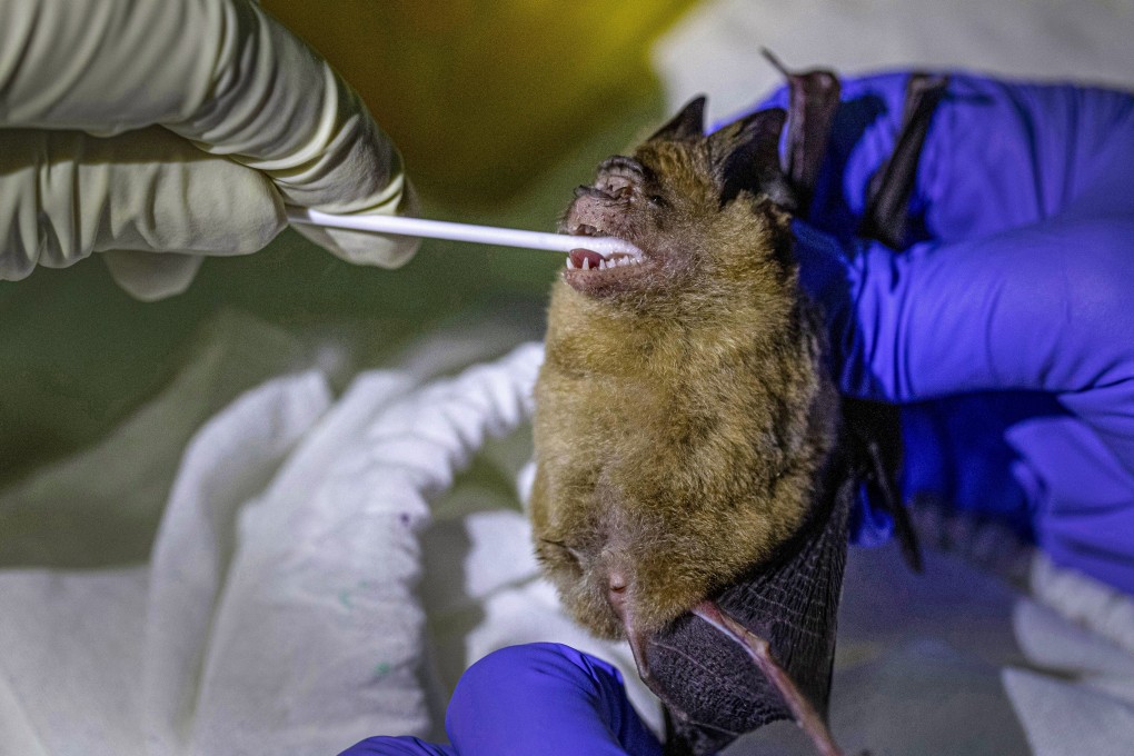 A researcher swaps samples from a bat's mouth in Thailand. Almost two dozen bat species that can be infected by coronaviruses dwell in parts of Asia. Photo: AP