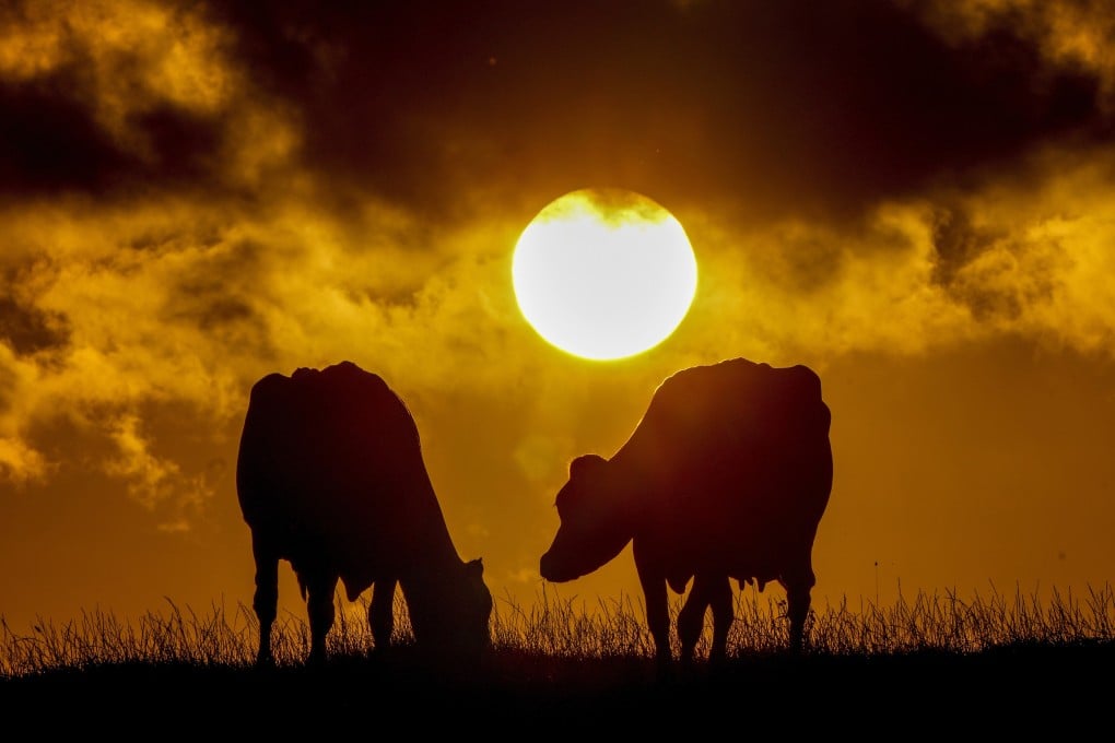 Working with colleagues in Germany, the scientists used food rewards to ‘potty train’ 16 young cows. Photo: AP