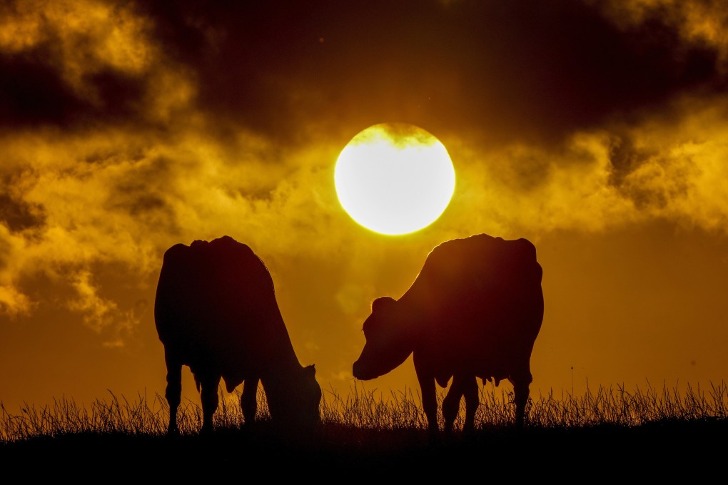 Working with colleagues in Germany, the scientists used food rewards to ‘potty train’ 16 young cows. Photo: AP