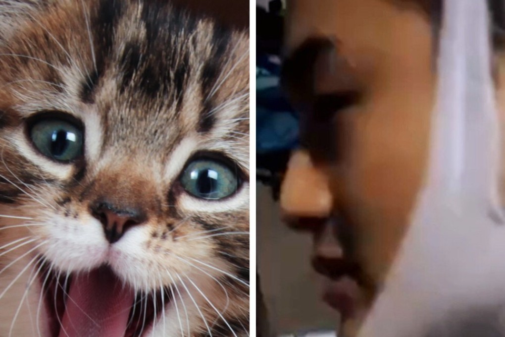 An app that reads a cat’s emotions and an angry father who dislocated his jaw after becoming frustrated with his daughter during home tutoring are some of the stories catching attention in China. Photo: Artwork