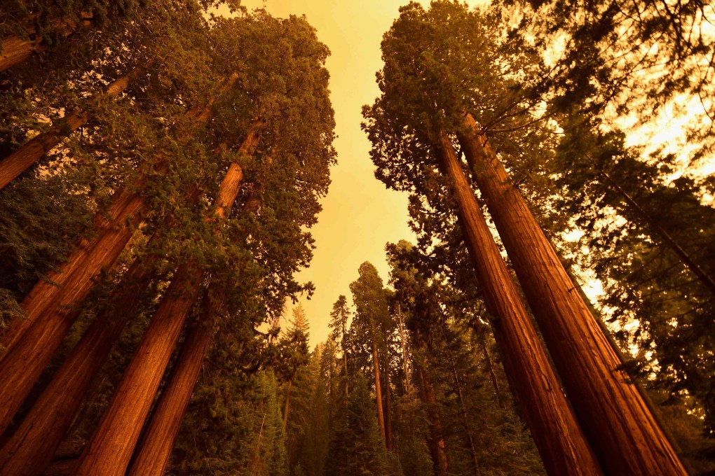 Giant sequoia trees stand among smoke filled skies in the Sequoia National Park in California. Photo: AFP