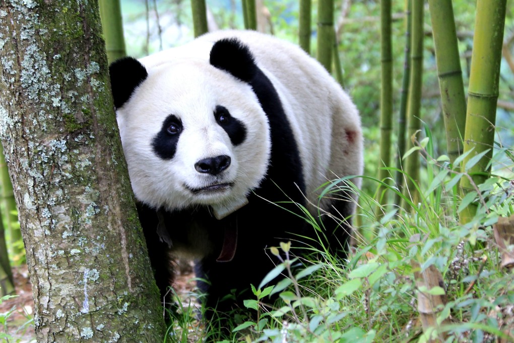 Zhen, a giant panda, wanders around a forest in Wenchuan, in China’s Sichuan province. Photo: Getty