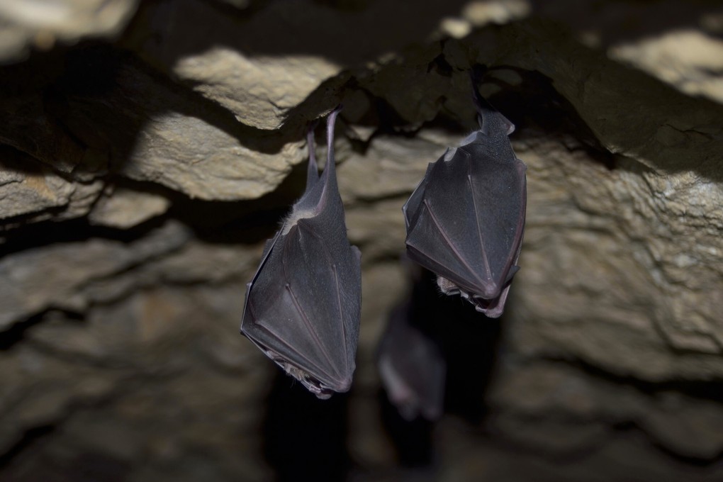 Horseshoe bats dwelling in limestone caves in northern Laos were found carrying coronaviruses that researchers say are “the closest ancestors of Sars-CoV-2 known to date”. Photo: TNS
