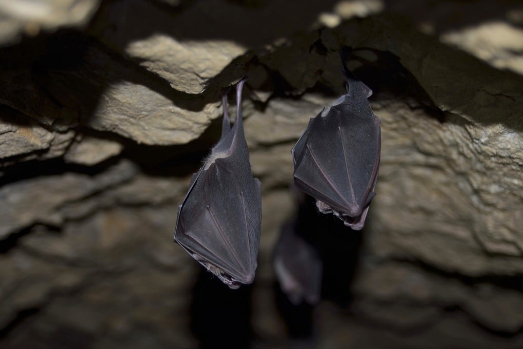 Horseshoe bats dwelling in limestone caves in northern Laos were found carrying coronaviruses that researchers say are “the closest ancestors of Sars-CoV-2 known to date”. Photo: TNS