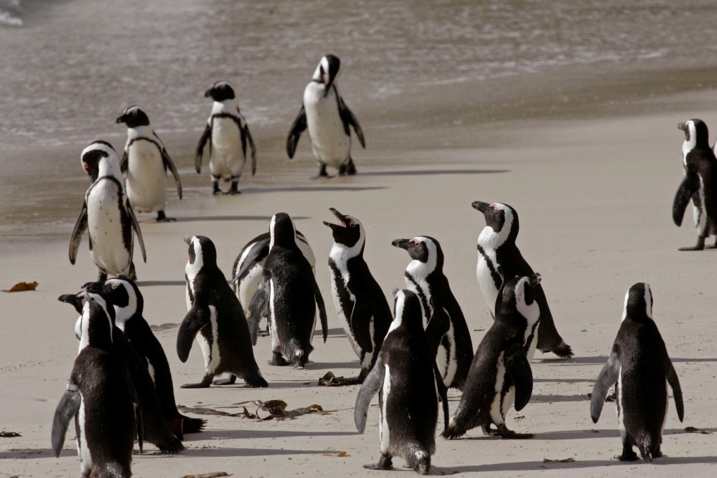 Penguins at a national park in Simons Town, South Africa. Photo: AP