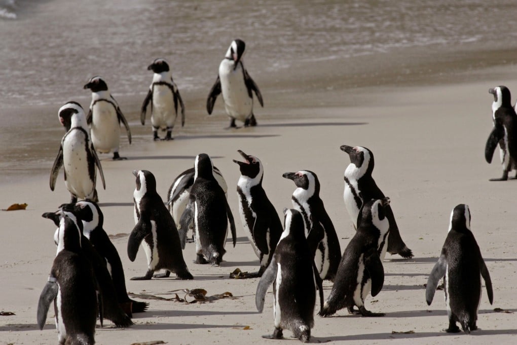 Penguins at a national park in Simons Town, South Africa. Photo: AP