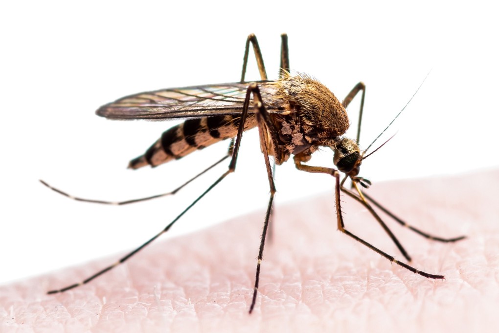 After eradicating malaria within its own borders Chinese scientists and institutions are working to help other stricken areas. Among them, the Chinese Academy of Sciences is working to develop better and safer ways to kill mosquitoes to combat insecticide resistance. Photo: Shutterstock