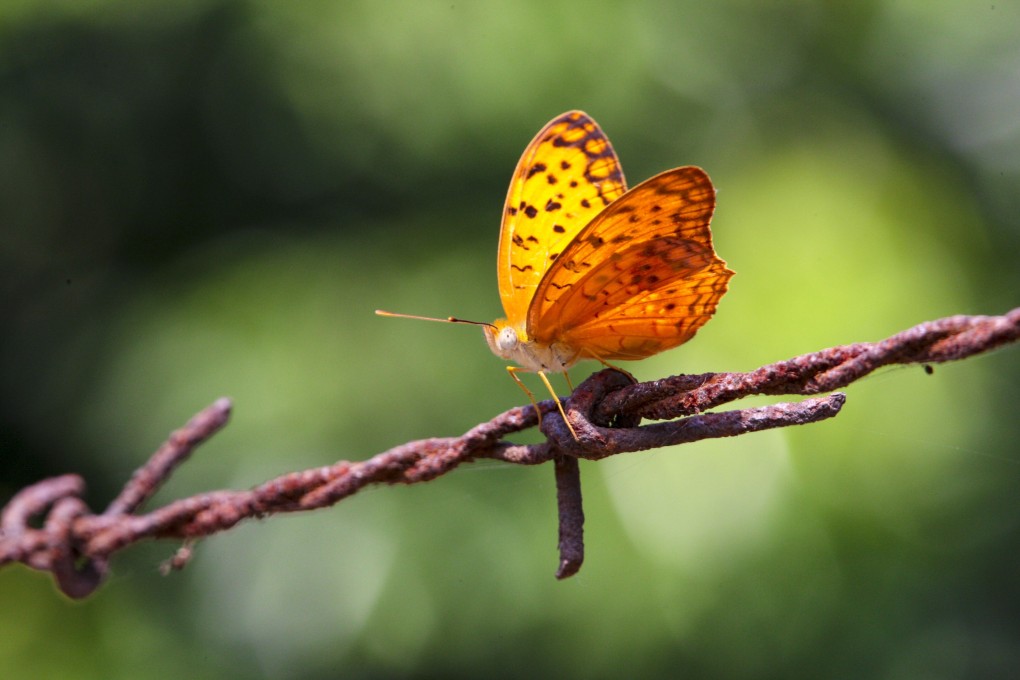 A ‘very rare’ Spotted Rustic butterfly found in Lung Kwu Tan. A local group has found Hong Kong’s butterfly population remains robust. Photo: Green Power