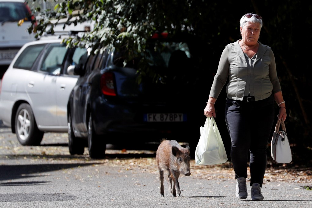 A young wild boar roams a street foraging for food in Rome, Italy. Photo: Reuters