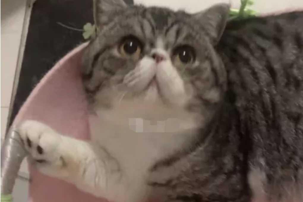 A woman in China is devastated after her three cats owned were killed after being diagnosed with the coronavirus. Photo: weixin.qq.com