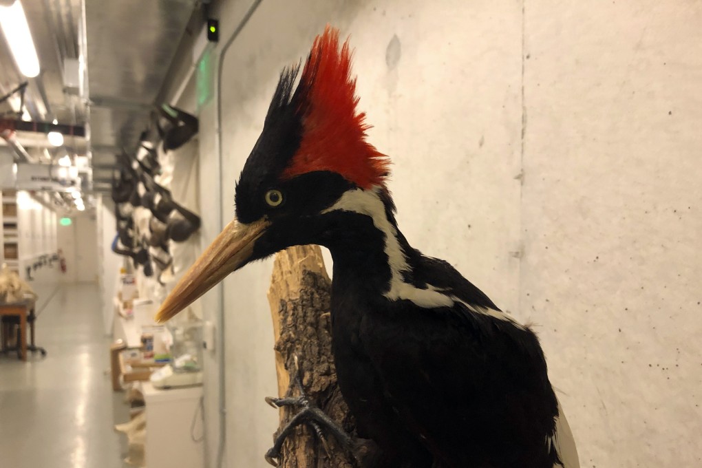 An ivory-billed woodpecker specimen is on a display at the California Academy of Sciences in San Francisco on Friday. Photo: AP