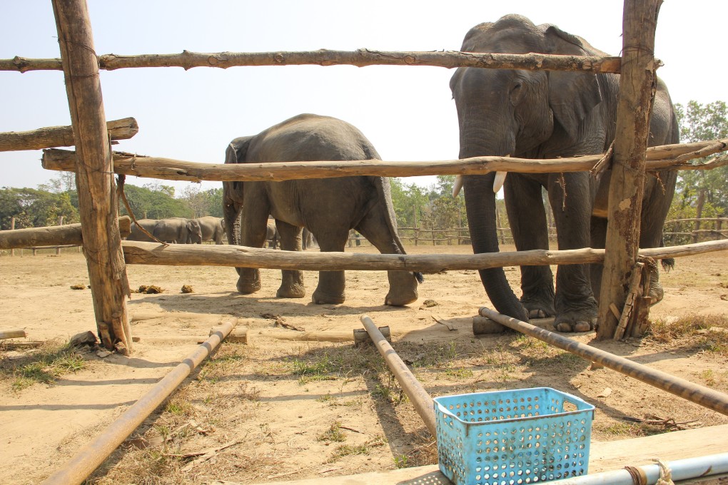 Elephants are keen to cooperate with friends to get food until there is too little to share, a new paper in PLOS Biology reports. Photo: Handout