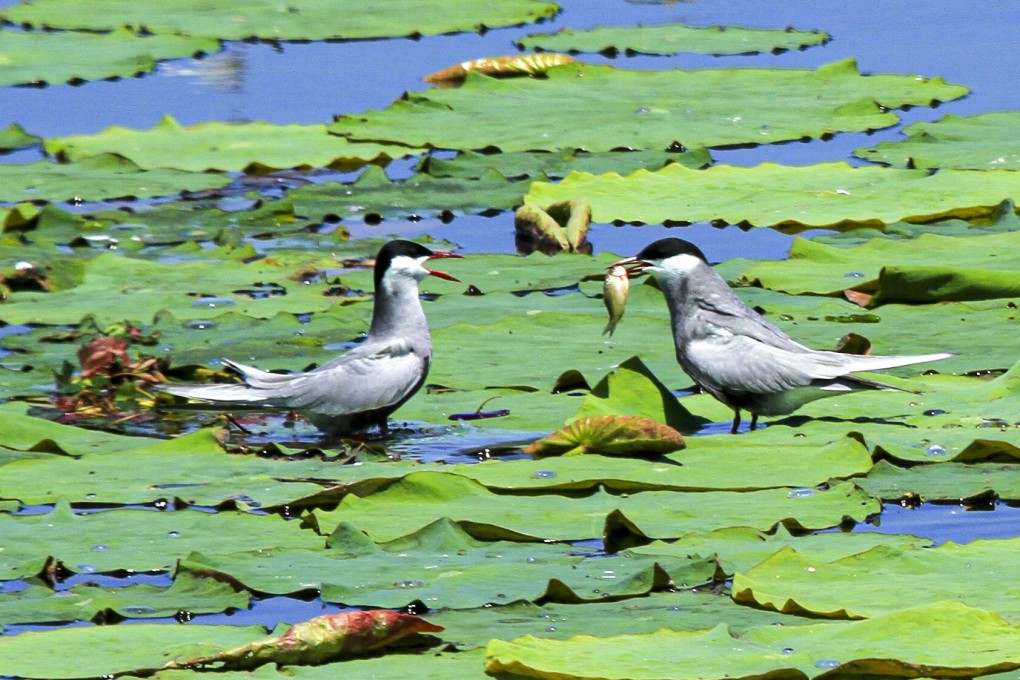 Using traditional methods helped boost the number of aquatic birds in lotus ponds in Wuhan. Photo: Handout