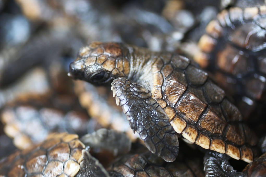 In Asia, the turtles are used for meat and as ingredients in traditional medicine. File photo: Getty Images/AFP
