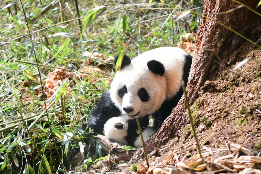 Conservation areas have helped to expand the habitats and numbers of some protected species like giant pandas, according to the National Forestry and Grassland Administration. Photo: Xinhua