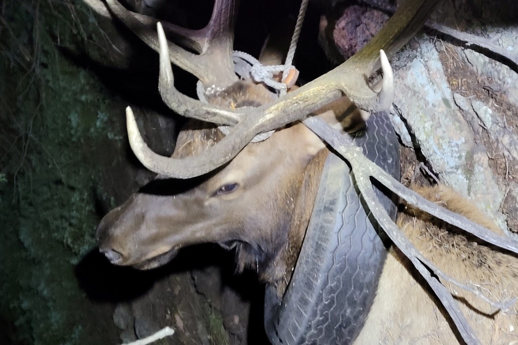 An elk is seen with a tyre around its neck before a rescue operation in Colorado on Saturday. Photo: Pam Hemstreet via Reuters