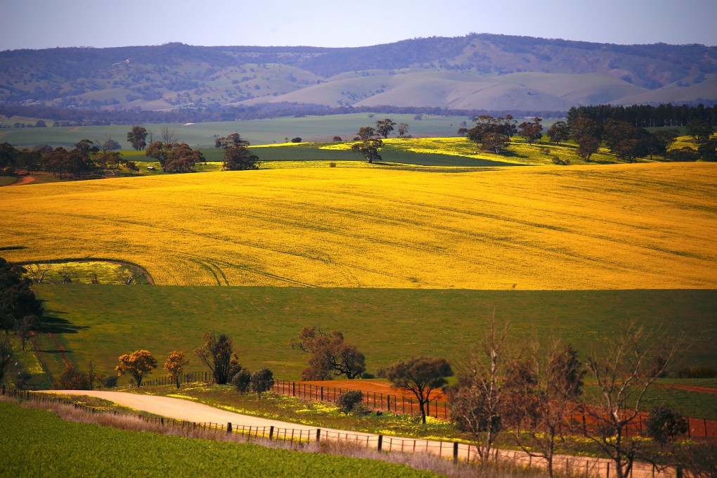 A paddock containing a crop of canola is seen in Mallala, north of Adelaide. File photo: Reuters