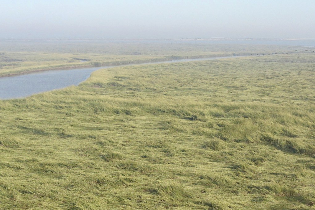 A single invasive plant, Spartina alterniflora, has transformed expansive protected wetlands into a “green desert” avoided by waterbirds. Photo: EurekAlert