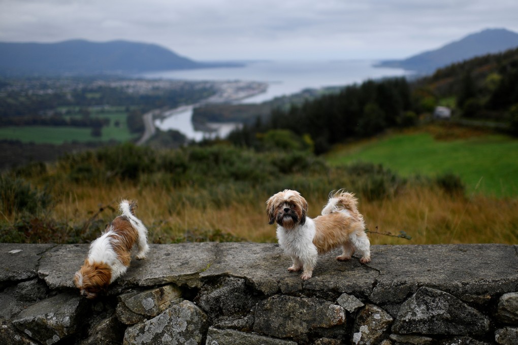 Dogs stand on a wall overlooking Northern Ireland on the left and the Republic of Ireland on the right. Photo: Reuters