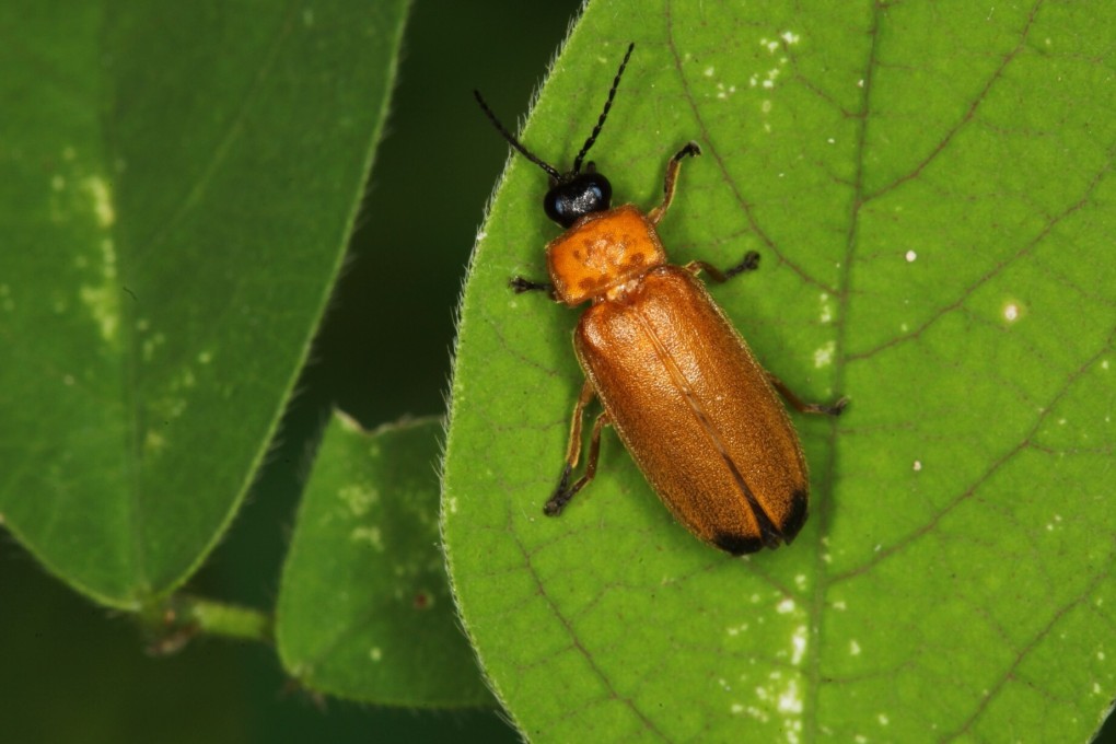A firefly species first found in Hong Kong. Photo: AFCD