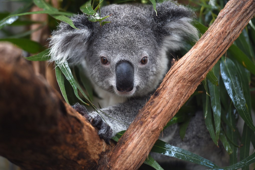 Koalas will receive a single dose of the vaccine and be microchipped before they are released. Photo: AFP