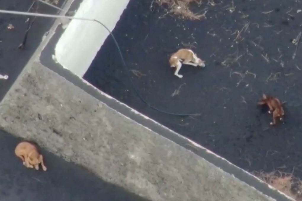 For weeks now, drones have dropped packages of food for the dogs. Photo: Reuters