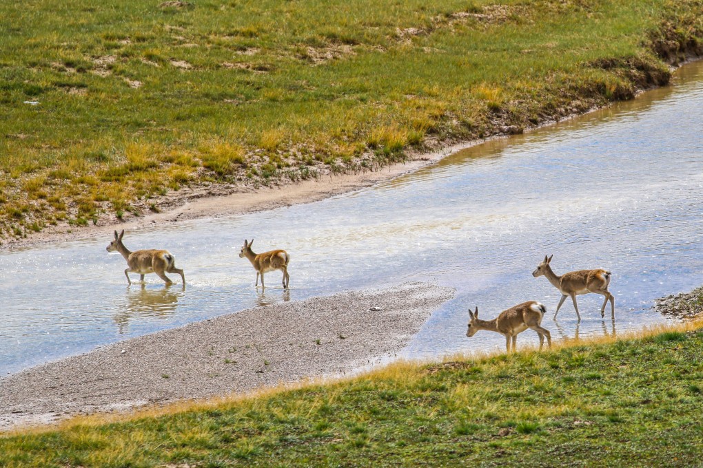 About 60 per cent of the country’s grasslands will be protected by 2035 as part of national targets backed by the State Council and the Communist Party. Photo: Xinhua