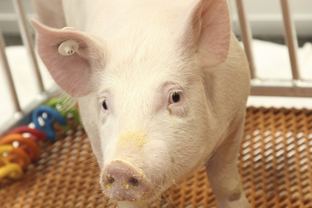 A genetically altered pig, dubbed GalSafe. Scientists temporarily attached a kidney from one of these pigs to a human body and watched it begin to work. Photo: AP
