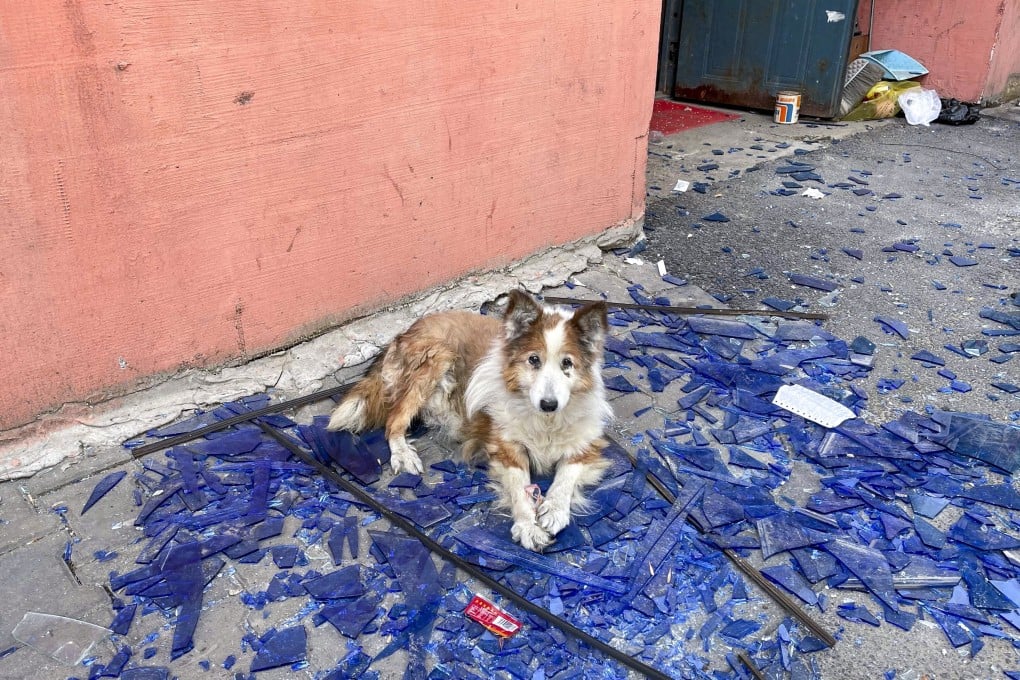 An abandoned dog whose owner was hospitalised in the blast refuses to leave to the scene despite the cold weather. Photo: Luna Sun