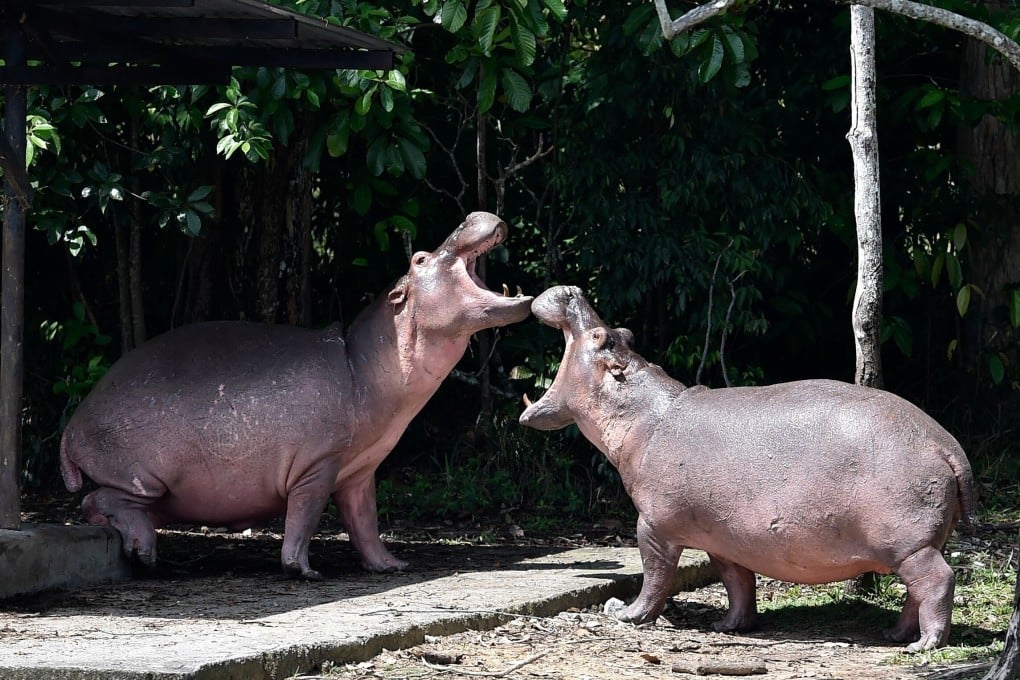 Hippos are seen at the Hacienda Napoles theme park, once the private zoo of drug kingpin Pablo Escobar at his Napoles ranch, in Doradal, Antioquia department, Colombia in September 2020. Photo: AFP