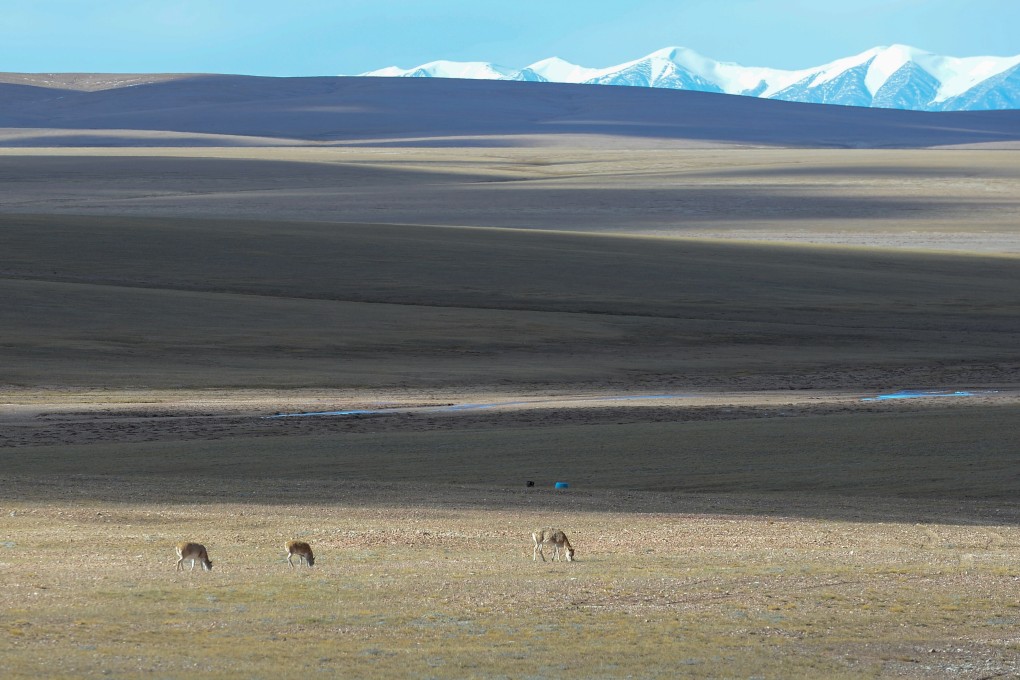 Tibetan antelopes at the Sanjiangyuan National Park in northwest China’s Qinghai province. Photo: Xinhua