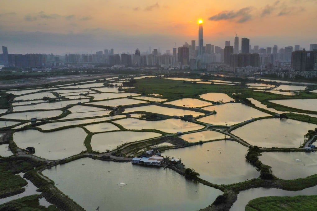 The plan aims to create three wetland conservation parks in Hoo Hok Wai (pictured), Sam Po Shue and Nam Sang Wai and link them to the existing Mai Po nature reserve and Hong Kong Wetland Park. Photo: Martin Chan