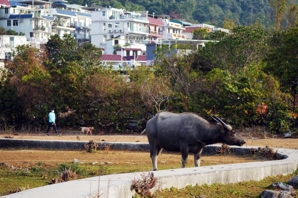 Pui O, on Lantau Island, was previously popular with airline employees for renting houses because of its proximity to the airport. Photo: Sam Tsang