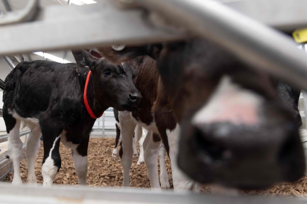 Young calves wait to have their gas emissions monitored at the New Zealand Agricultural Greenhouse Gas Research Centre in Palmerston North. Photo: AFP