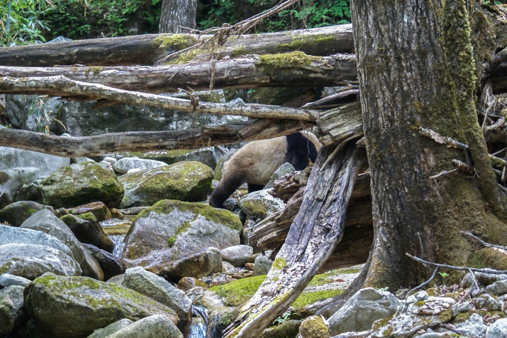 A giant panda’s black-and-white camouflage helps the animal blend into its natural environment. Photo: Wei Fuwen