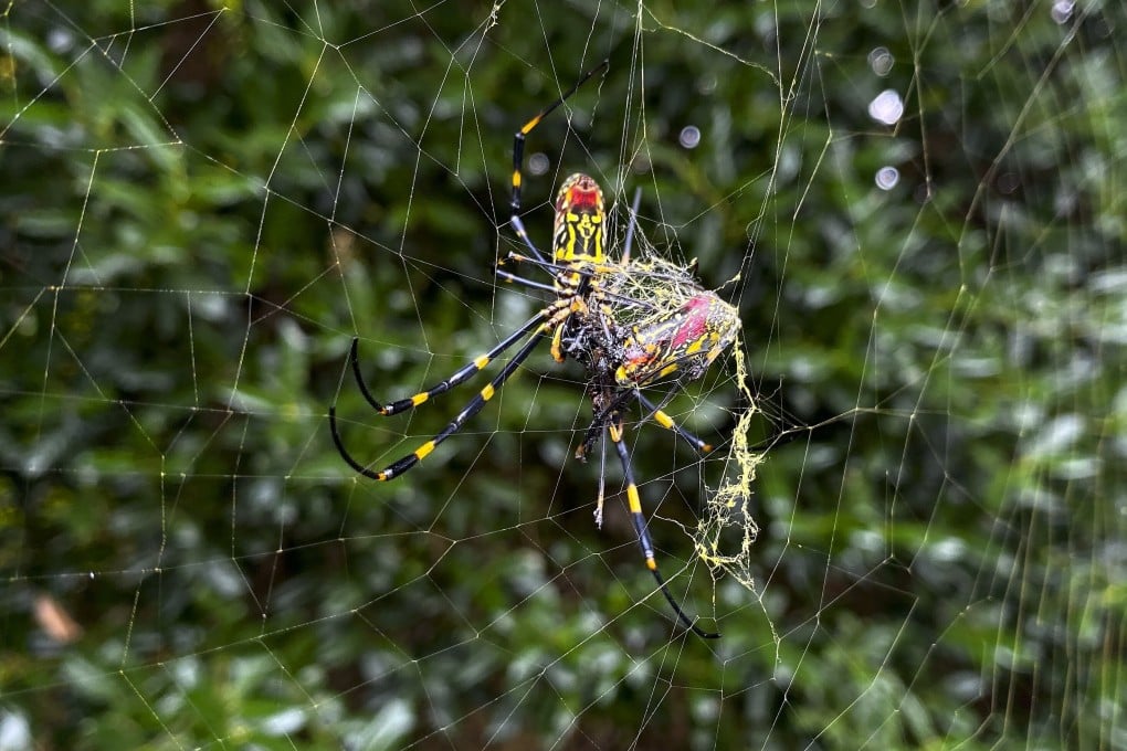 The Joro spider, a species native to East Asia, is seen in Johns Creek, Georgia, on Sunday. Photo: AP