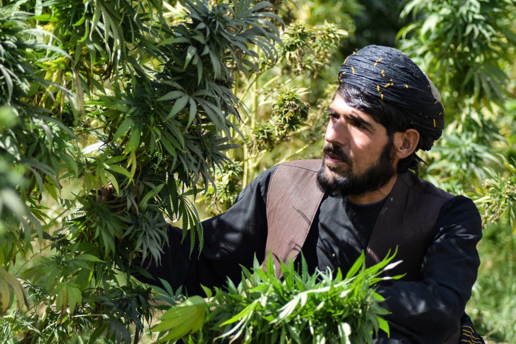 A farmer looks at cannabis plants in a plantation in the Panjwai district of Kandahar, Afghanistan. Photo: AFP
