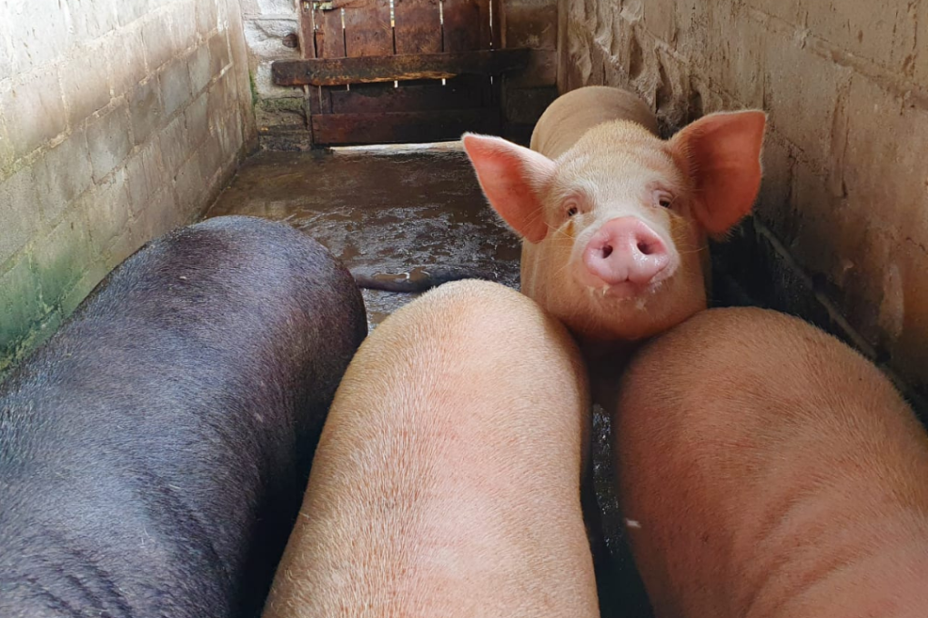 The Sehati Animal Sanctuary gives sanctuary to almost 300 animals – mostly chickens, goats, rabbits and sheep, plus a few stray cats and dogs. Photo: Handout