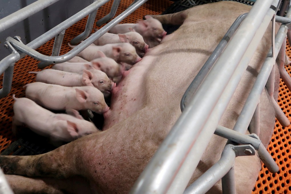 Many Chinese breeders are struggling to pay their suppliers, as pork prices have fallen by 70 per cent this year. Photo: Reuters