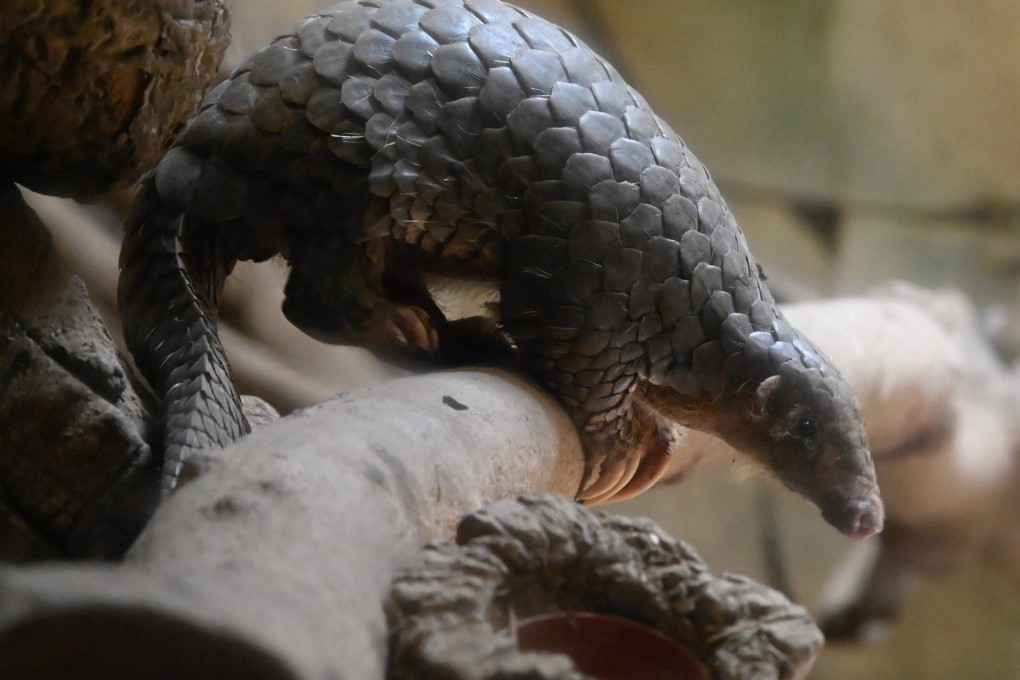 The Formosan pangolin is a nocturnal mammal that feeds primarily on ants and termites. Formosa is another name for Taiwan, dating back to 1542 when Portuguese sailors sighted the island. Photo: AFP