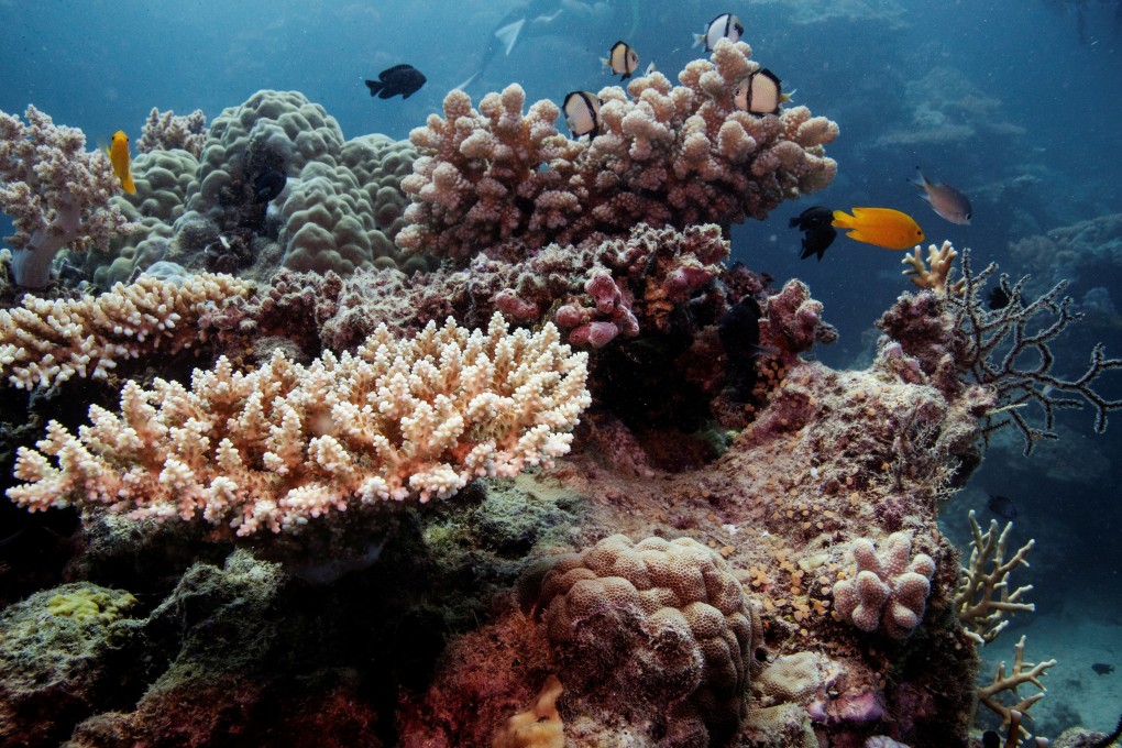 Reef fish swim above recovering coral colonies on the Great Barrier Reef off the coast of Cairns, Australia. Photo: Reuters
