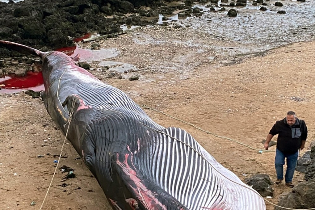 A man stands next to a dead fin whale in northern France on November 7. The 19-metre mammal ran aground after being injured. Photo: AFP
