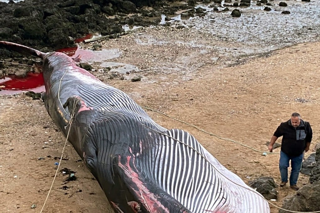 A man stands next to a dead fin whale in northern France on November 7. The 19-metre mammal ran aground after being injured. Photo: AFP
