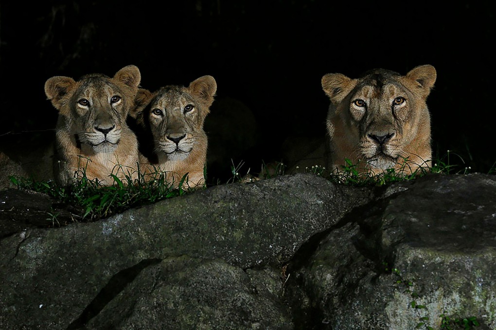 Asiatic lions at the Singapore Night Safari. Photo: Mandai Wildlife Reserve/AFP