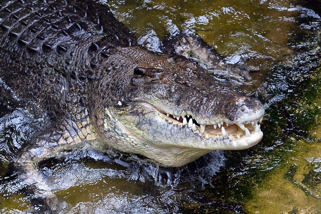 The crocodile attack occurred at a remote riverbank in Australia’s far-northern Cape York Peninsula. Photo: AFP