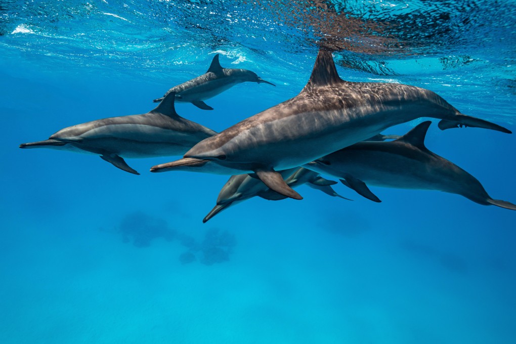 A pod of spinner dolphins is seen swimming in the Red Sea. Photo: Shutterstock