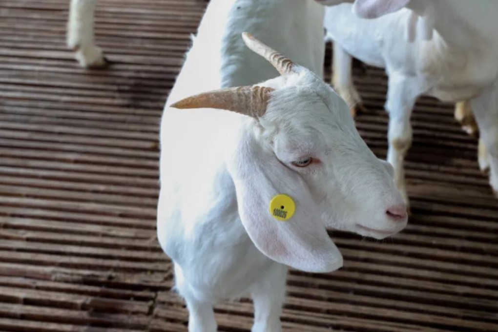 Goat farming is the next frontier in facial recognition technology in China. Photo: Weixin
