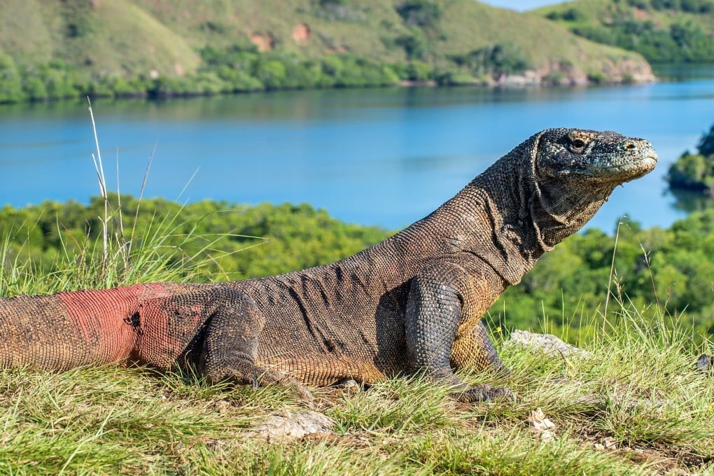 A Komodo dragon basks in the sun at Indonesia’s Komodo National Park. Photo: Shutterstock
