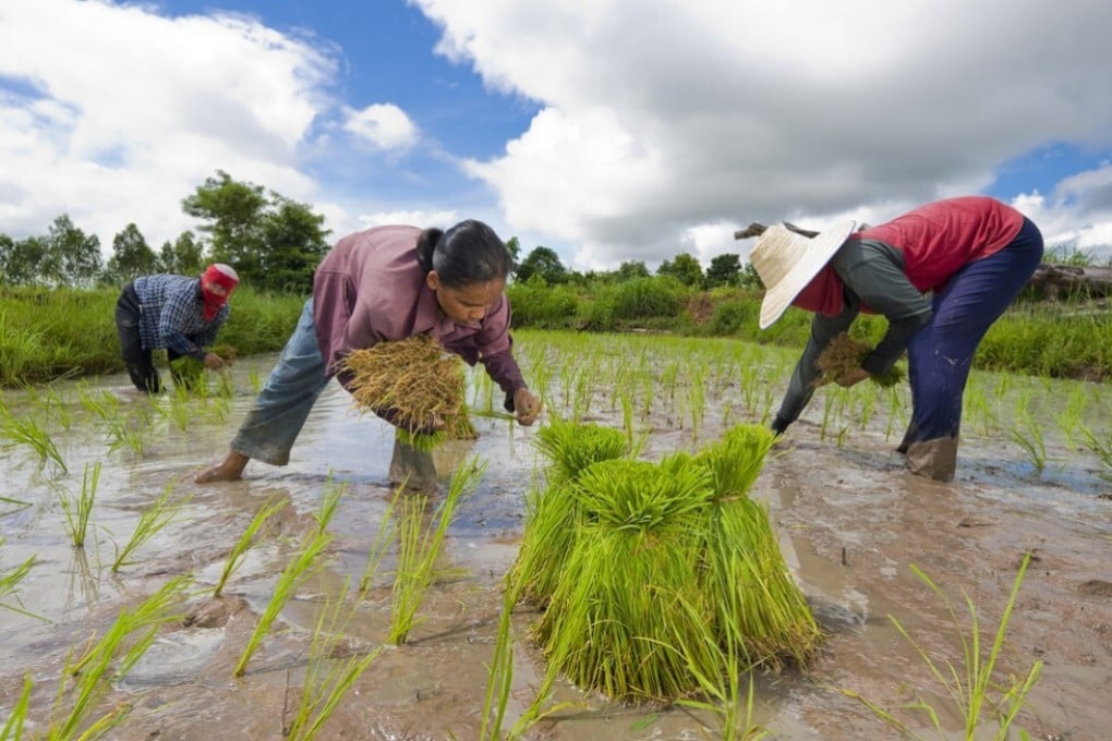 The historically underdeveloped rice-producing region of Isaan and its people have long faced discrimination in Thailand. Photo: Handout